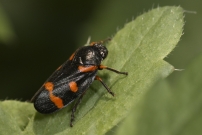 Le Cercope intermdiaire (Homoptre - Cercopidae - Cercopis intermedia)